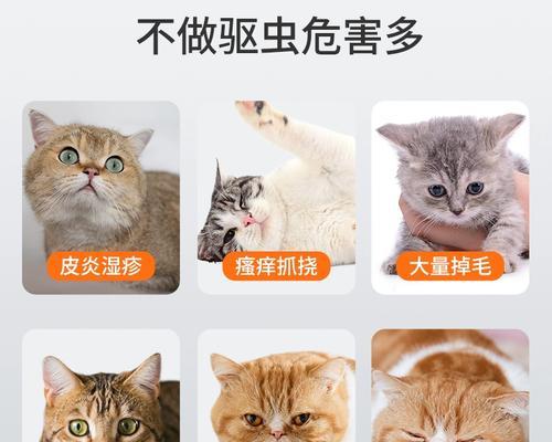 怀孕猫咪能否使用驱虫药（探究驱虫药对怀孕猫咪的安全性）