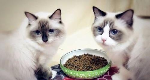 怀孕猫咪呕吐的处理方法（宠物主人必备）