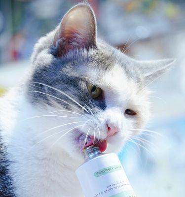 怀孕猫咪呕吐的处理方法（宠物主人必备）