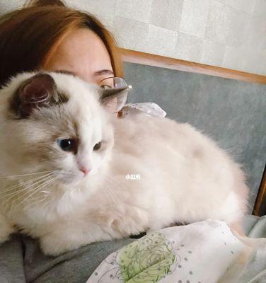 小孩家庭是否适合养猫（探究小孩家庭养猫的优缺点及注意事项）