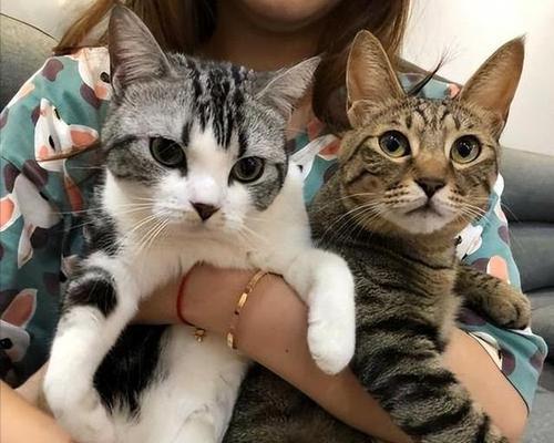 如何让家猫不再生小猫（宠物养护技巧）