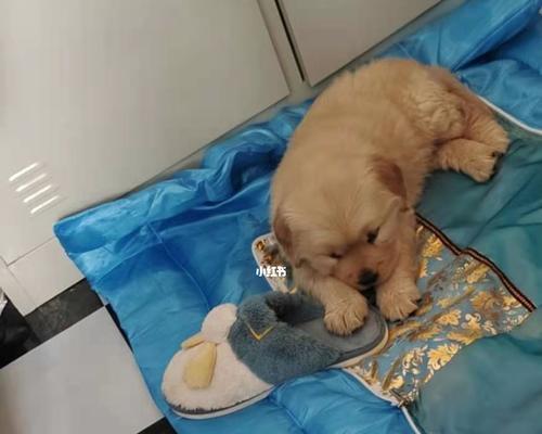 金毛犬的健康成长之道（以狗粮为主）