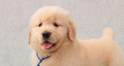 如何治疗患上犬瘟热的金毛宠物（教你在家用简单的方法帮助金毛康复）