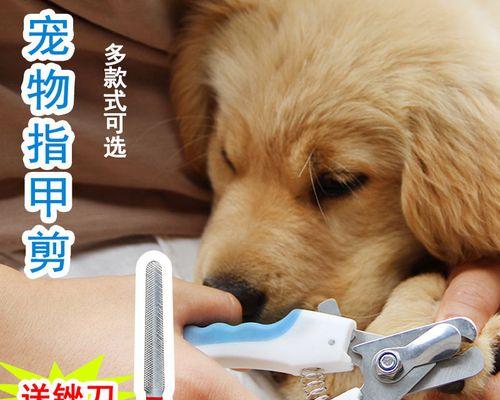 如何正确给金毛狗狗剪指甲（宠物护理指南）