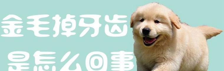 金毛犬换牙全攻略（了解金毛犬换牙时间及护理技巧）