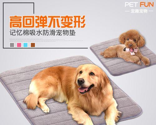 如何判断金毛幼犬的年龄（宠物爱好者必备技巧）