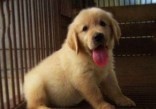 金毛幼犬前腿发抖的原因及应对方法（宠物主人必读）