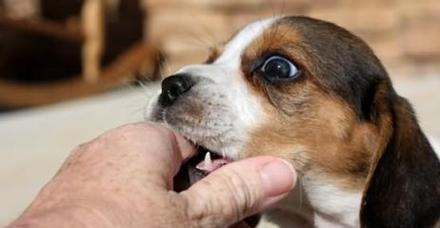 狂犬病对小猫的传染危险性（狂犬病与小猫健康的关系及预防方法）