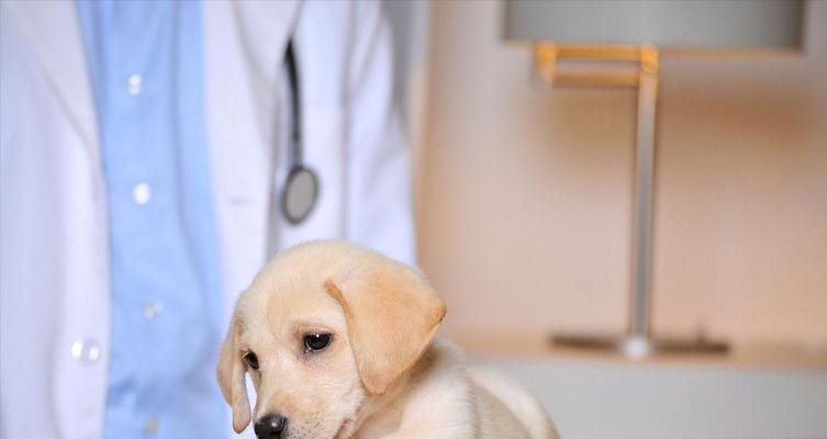拉布拉多犬的多重才能（它不仅是宠物）