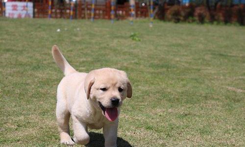 拉布拉多犬何时头型变宽（探究拉布拉多犬头部发育规律）