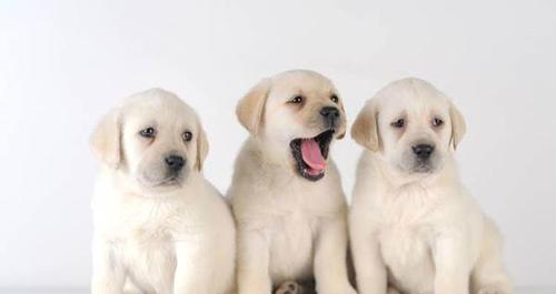 拉布拉多一岁算什么犬（探究拉布拉多犬年龄计算方法及其特点）