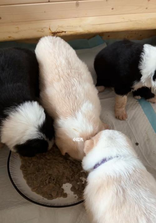 两个月大的边牧犬不吃狗粮该怎么办（如何解决小狗不吃狗粮的问题）