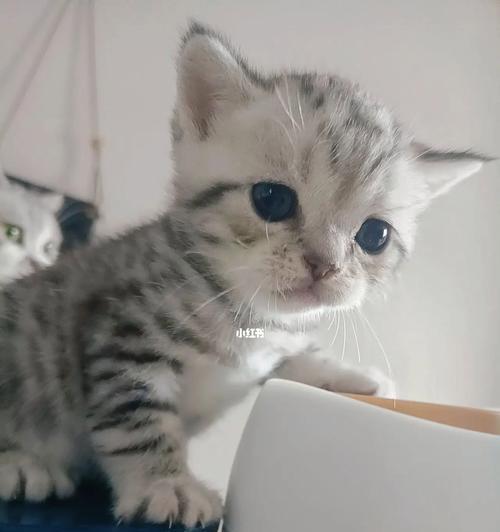 两个月猫仔宠物养护指南（宠物爱好者必看）