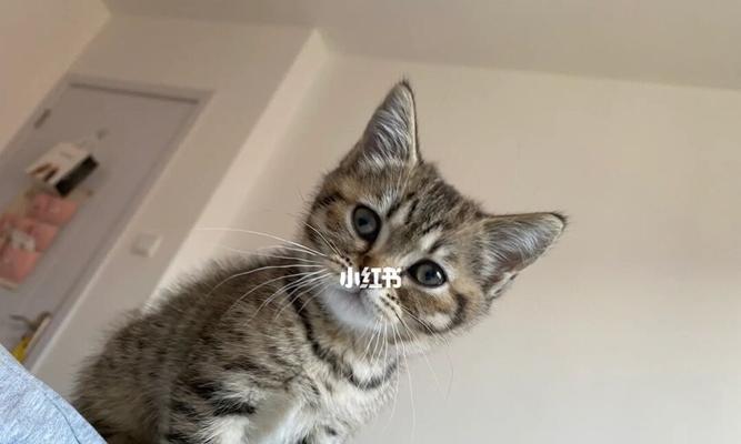 两个月猫仔宠物养护指南（宠物爱好者必看）