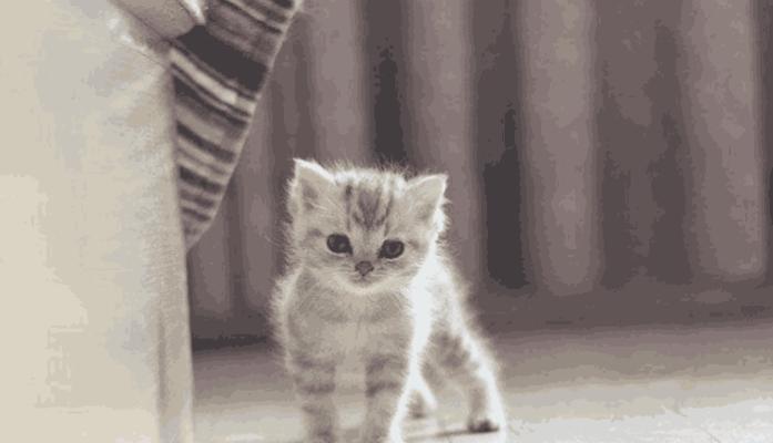 两个月猫仔宠物养护指南（宠物爱好者必看）