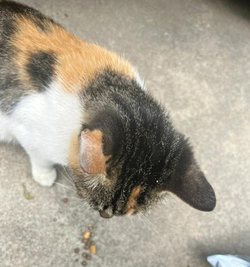 如何处理流浪小猫（宠物爱好者的必读指南）