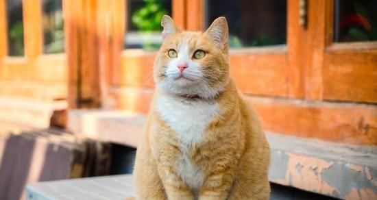 六个月大小猫的饮食指南（从婴儿期到青少年期）