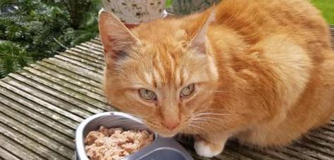 六个月大小猫的饮食指南（从婴儿期到青少年期）