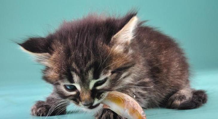 六个月大小猫的饮食指南（从婴儿期到青少年期）