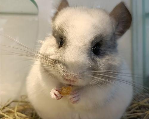 如何避免宠物龙猫容易胖的问题（科学饮食加适量运动）