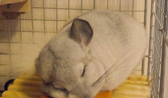 揭秘龙猫叫声的奥秘（探索龙猫叫声产生的原因与意义）