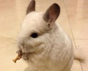 揭秘龙猫为什么寿命长（探究龙猫寿命的奥秘）