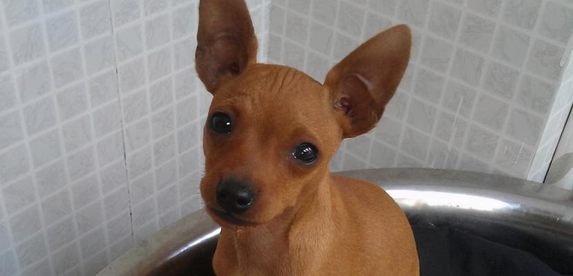 鹿犬为什么容易脱毛（探究鹿犬的脱毛原因及如何有效预防）