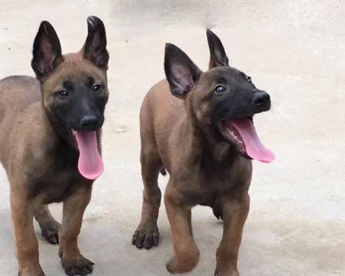 以马犬得细小病毒，如何预防？