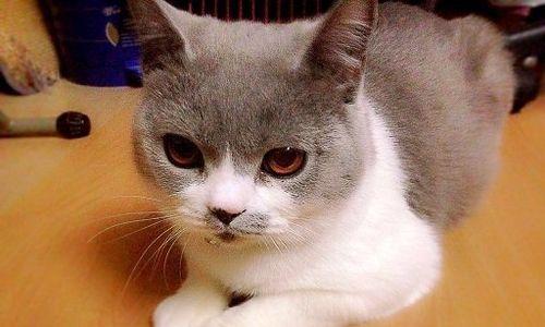 刚满月的小猫该如何饮食（以宠物为主）