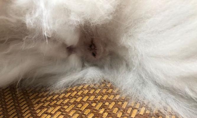 让宠物猫自行清理大便，轻松解决家里异味问题（如何训练猫咪使用马桶）
