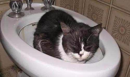 让宠物猫自行清理大便，轻松解决家里异味问题（如何训练猫咪使用马桶）