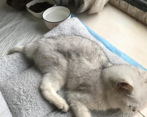 以猫传腹猫咪疼吗（一窝可爱小猫的诞生）
