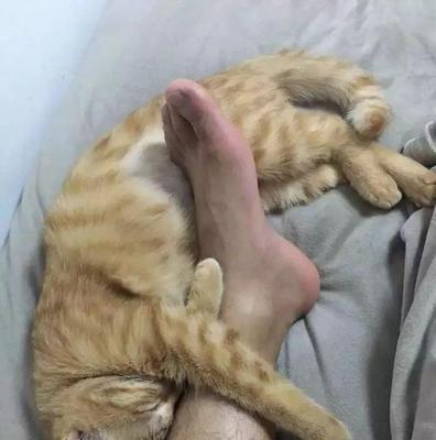 揭秘猫咪的脚底长啥样（猫咪脚底解析）