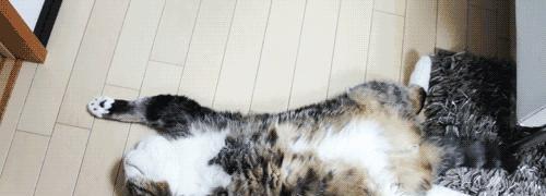 小猫的尾巴像什么（探究小猫尾巴的形态与意义）