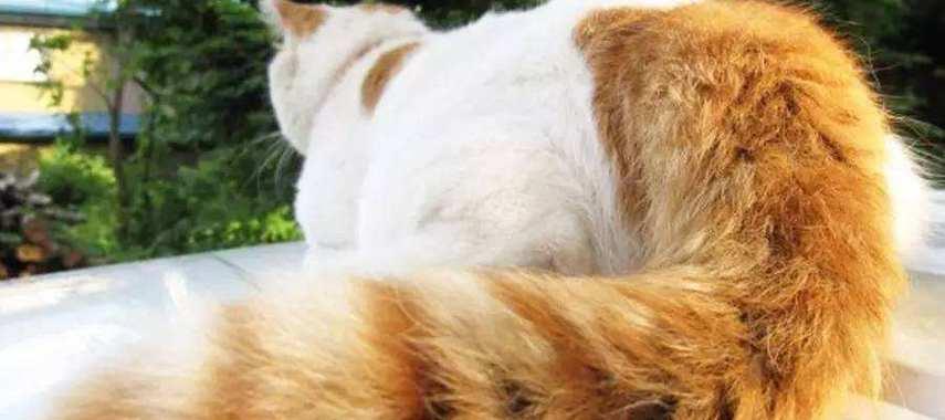 小猫的尾巴像什么（探究小猫尾巴的形态与意义）