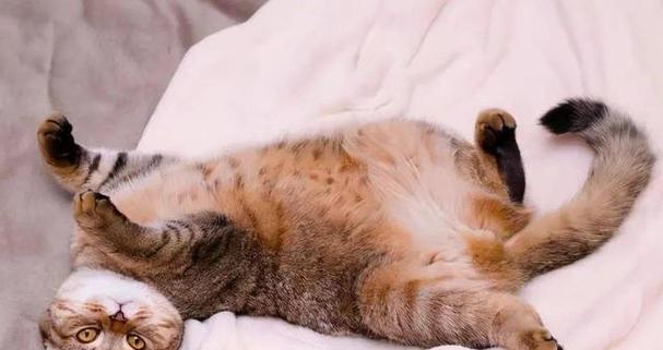小猫的尾巴像什么（探究小猫尾巴的形态与意义）