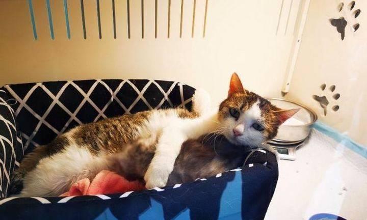 从猫怀孕到养小猫，全面解析猫妈妈的育儿经