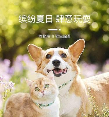 猫妈妈不带小猫怎么办（宠物爱好者必读）