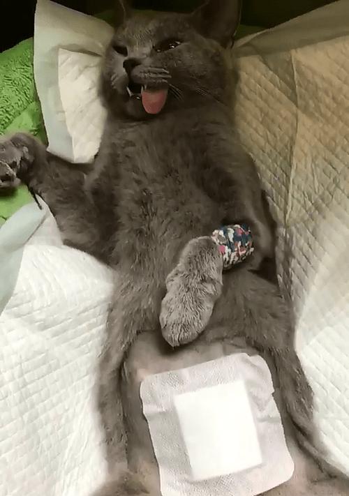 如何判断猫猫进入发情期（猫猫的发情期表现及相关注意事项）