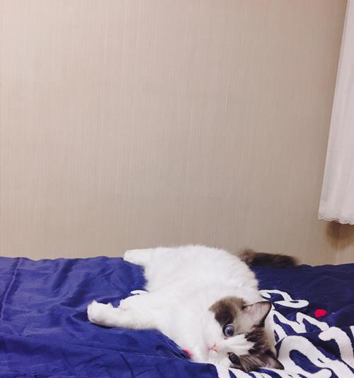猫咪饮食指南（让宠物猫猫健康吃饭的秘密）