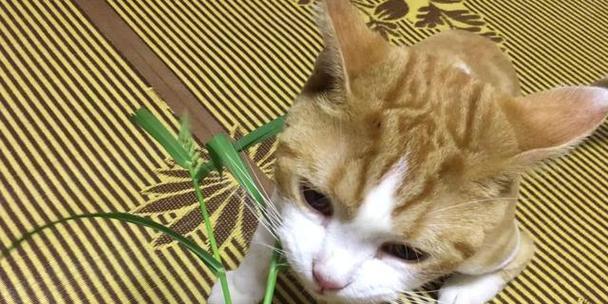 猫咪中毒急救方法大全（宠物猫猫中毒吐了该怎么办）