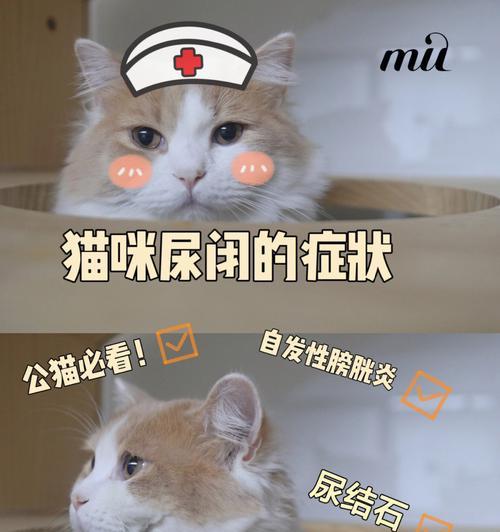 以猫尿闭喂什么药（了解猫尿闭的危害）