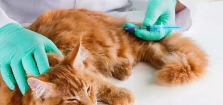如何关注小猫的生产健康（掌握养猫知识保障母猫和幼猫健康）