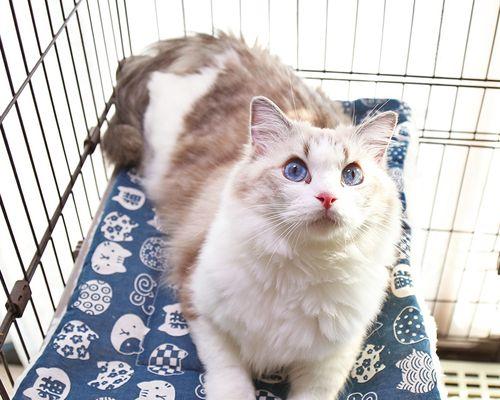 猫生完小猫对宠物的影响（了解猫妈妈的健康与行为变化）