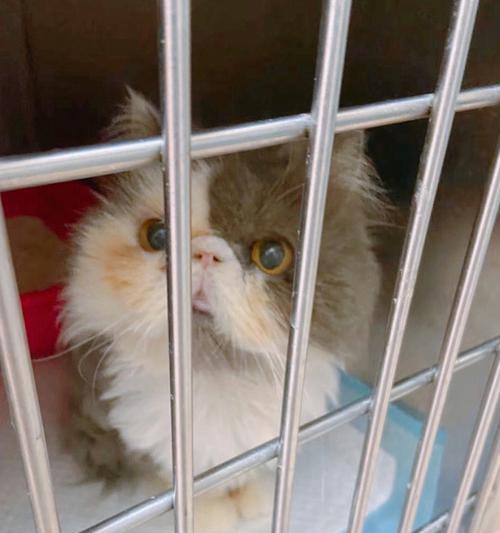 猫妈妈生小猫，关笼子有必要吗（探讨关笼子对于猫妈妈和小猫的影响）