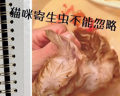 宠物猫的驱虫方法大揭秘（从体外到体内）