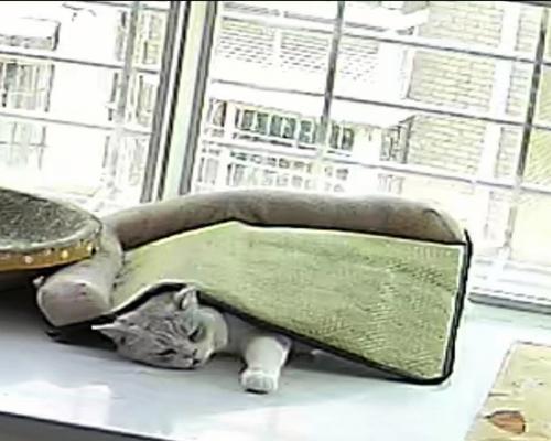 为什么猫咪总是对着墙（探究猫咪行为中的奥秘）
