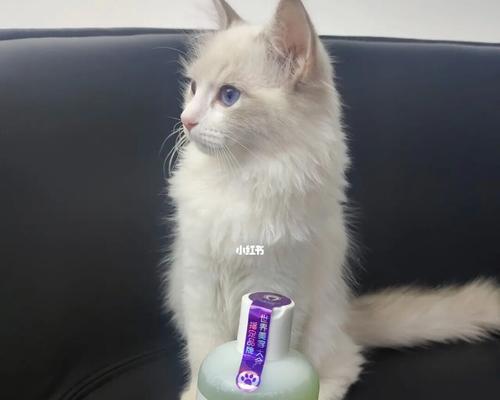 猫洗澡用什么沐浴露（宠物护理需知——猫洗澡的正确方法和注意事项）