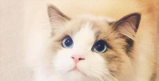 探秘猫眼中的色彩世界（从宠物的视角）