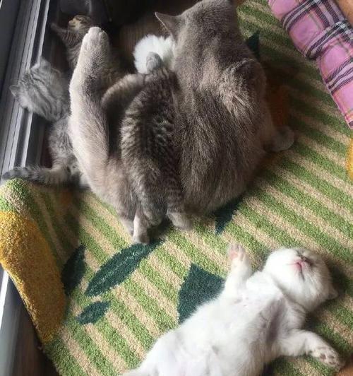 猫咪生产的正确姿势（为你的宠物带来安全舒适的生产体验）